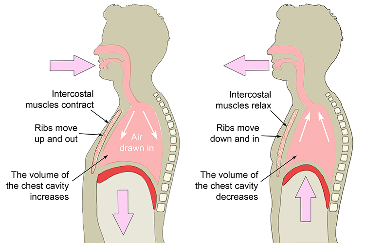 Infographic showing the volume of the thorax while breathing also the action of the diaphragm